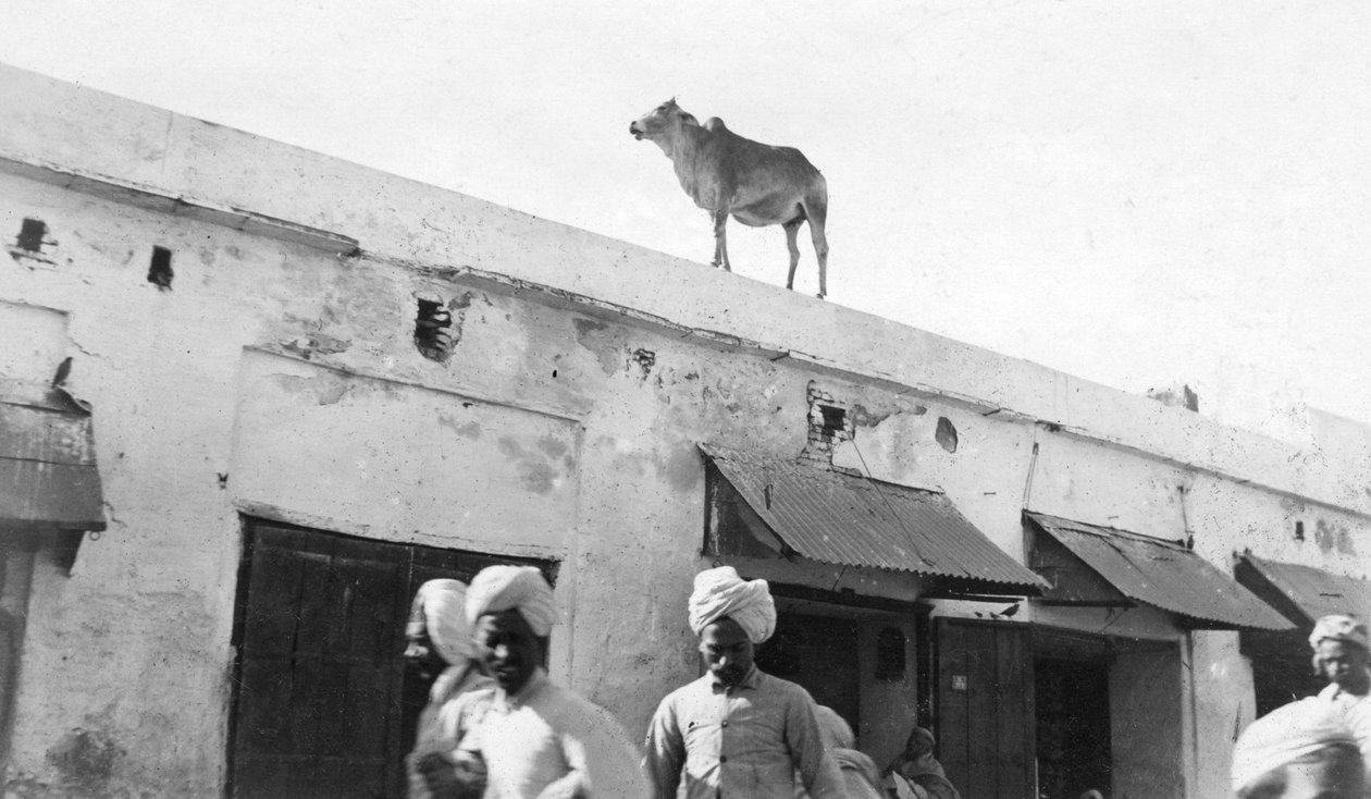 Tehén egy épület tetején, Nowshera, India, 1916-1917 alkotó: Unbekannt