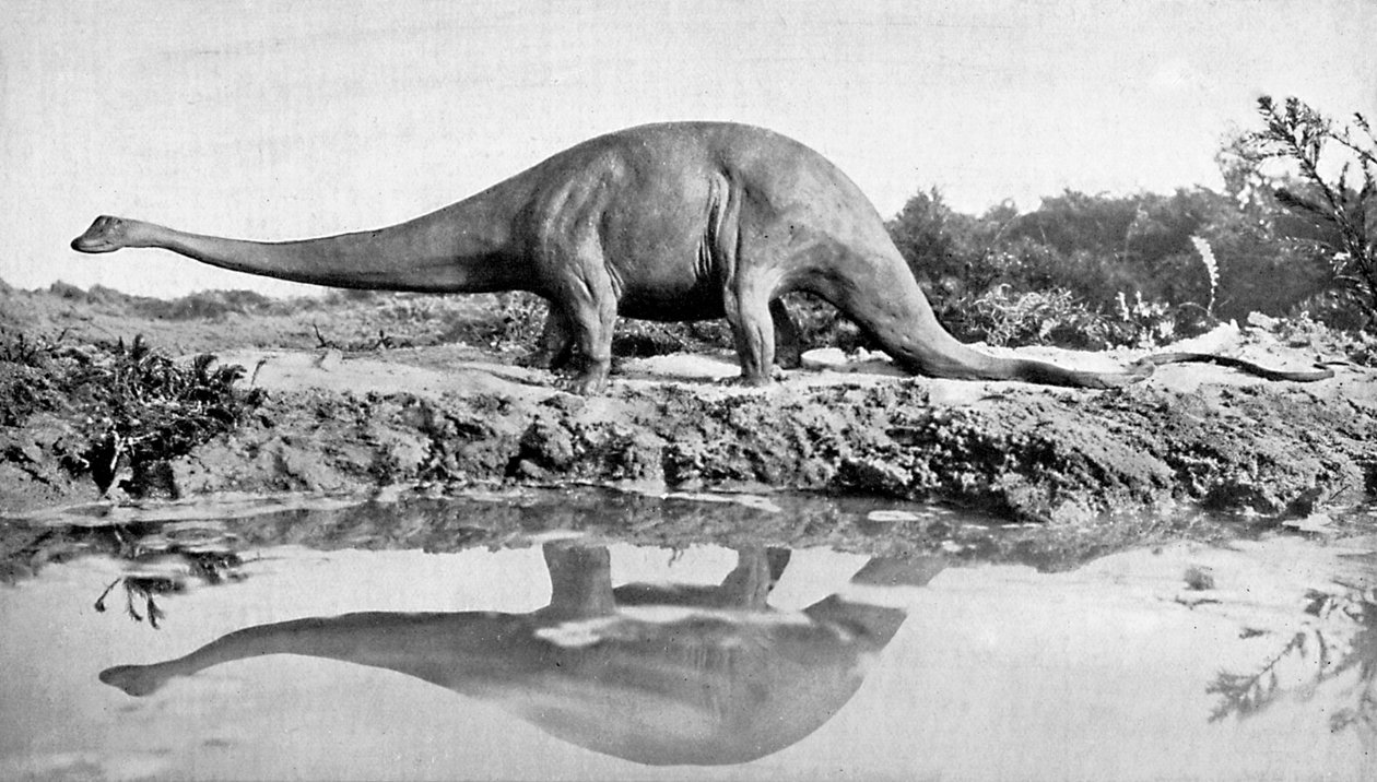 Egy diplodocus, XX alkotó: Unbekannt