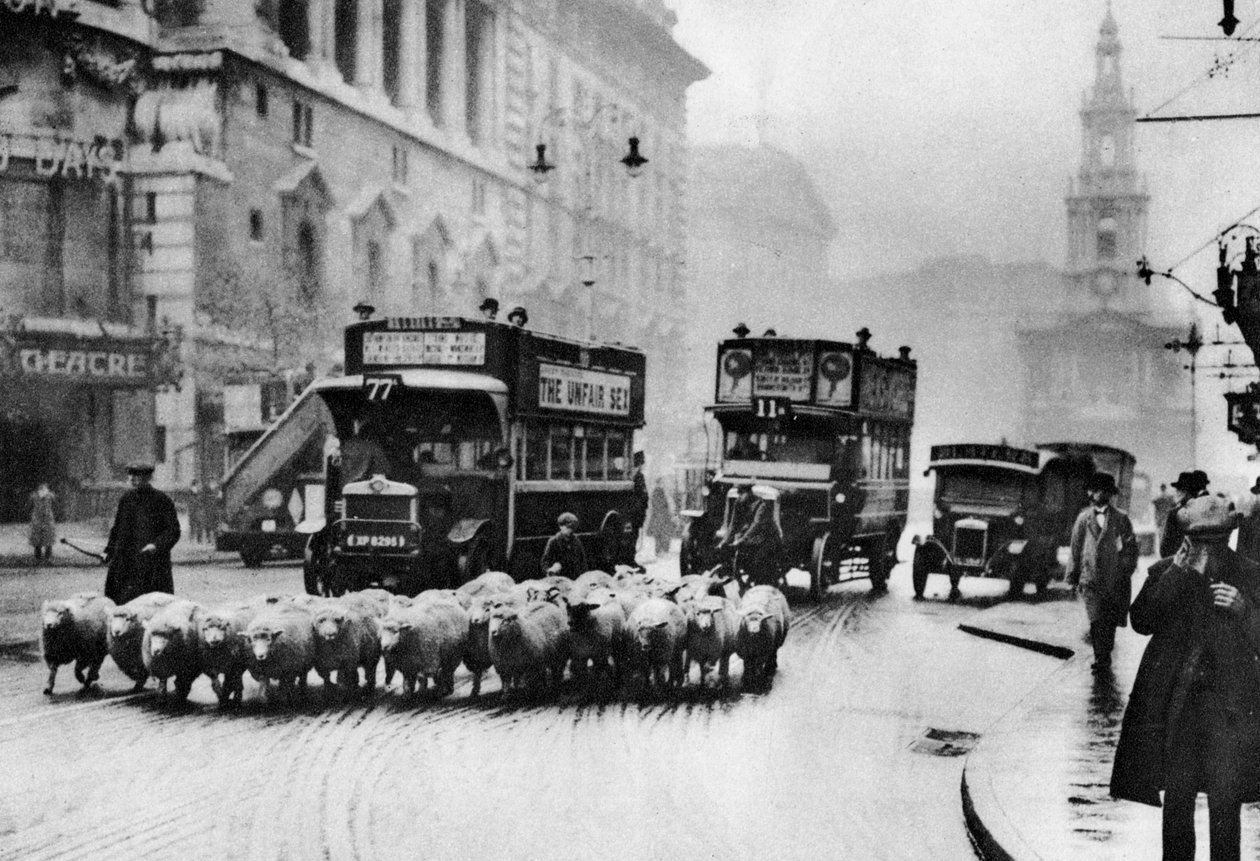Egy birkanyáj a Strandon, Londonban, 1926-1927 alkotó: Unbekannt