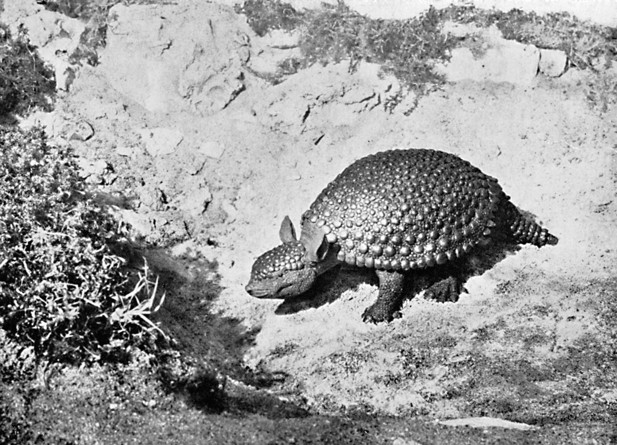 Egy glyptodon, XX. század alkotó: Unbekannt