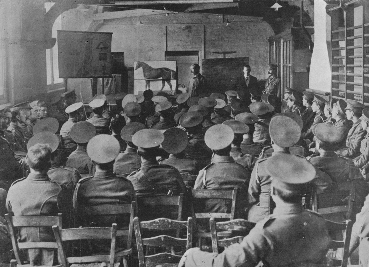 Előadás a ló anatómiájáról, 1915 alkotó: Unbekannt