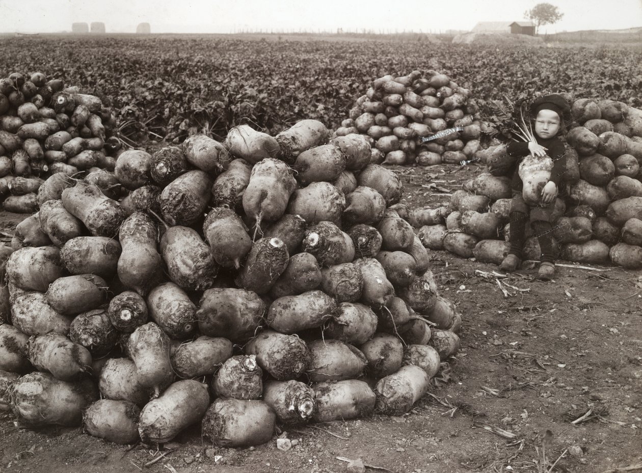 Egy kislány betakarított fehérrépával, Landskrona közelében, Svédországban, 1910 alkotó: Unbekannt