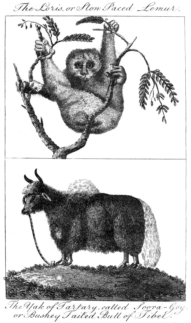 Egy loris és egy jak, 1799 alkotó: Unbekannt