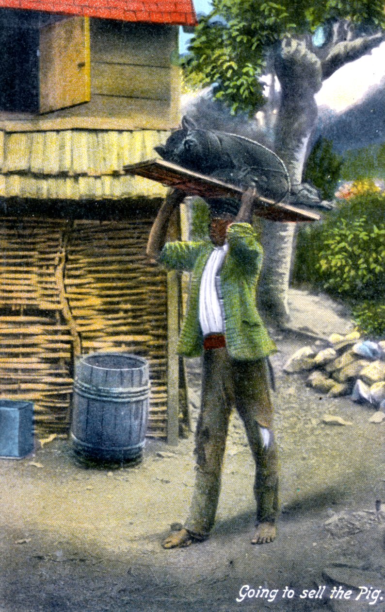 Egy férfi a piacra tart, hogy disznót adjon el, Jamaica, 1900-as évek alkotó: Unbekannt