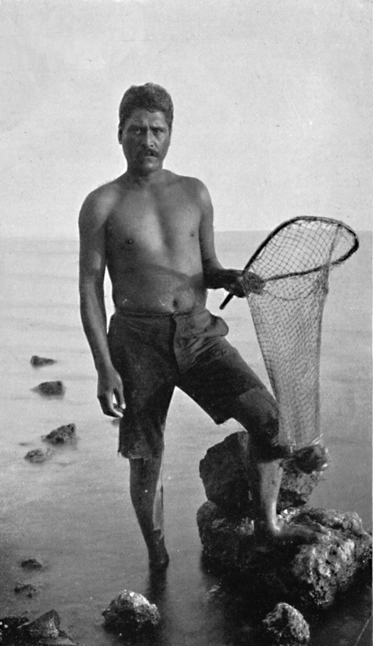 Egy őshonos garnélarák, Hawaii, a hálójával, 1902 alkotó: Unbekannt