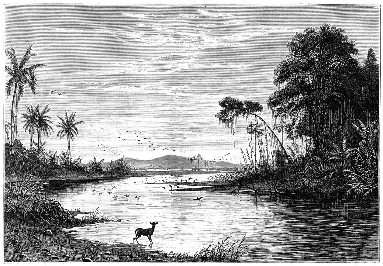 Folyói jelenet Venezuelában, 1877 alkotó: Unbekannt