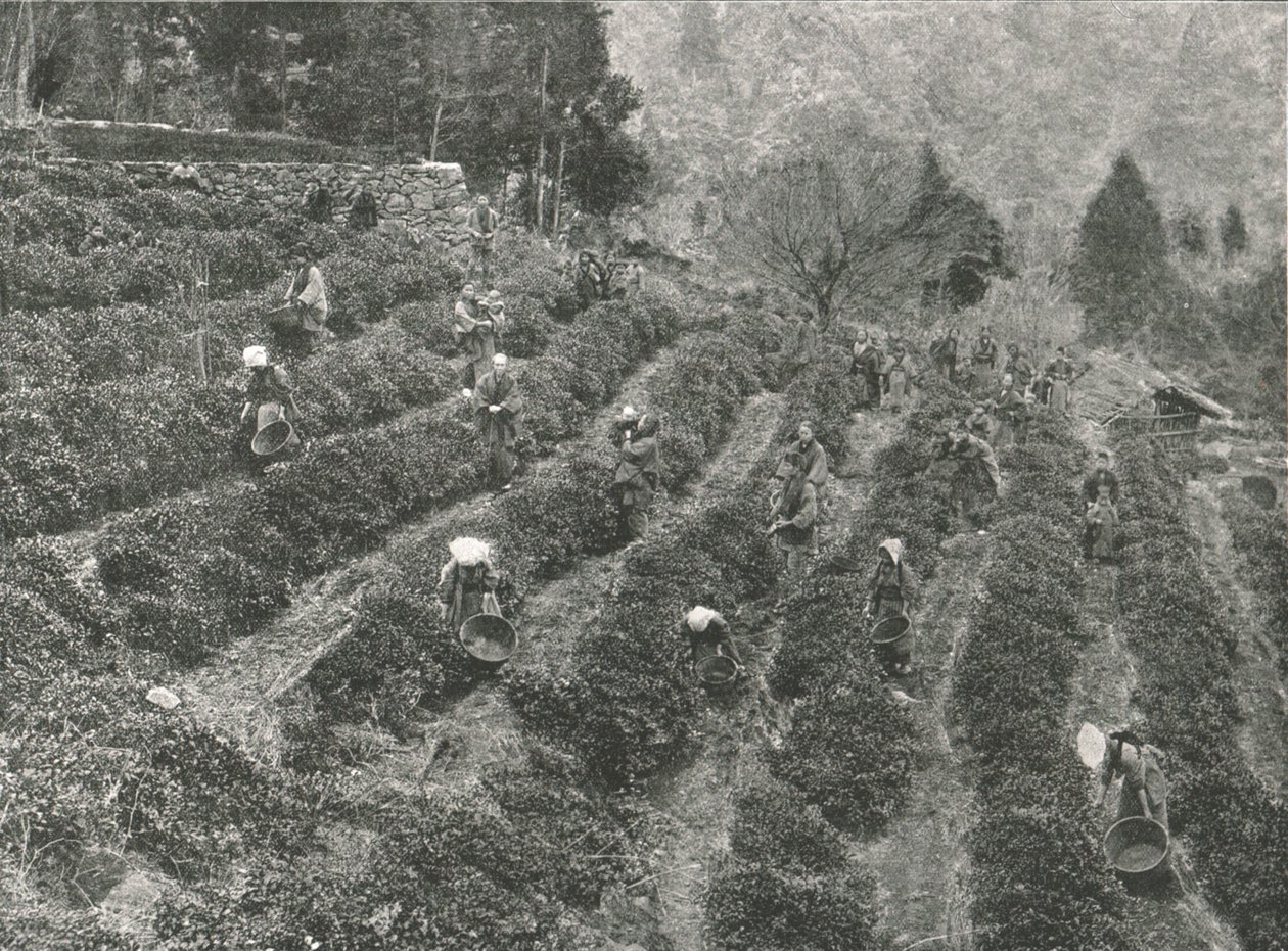 Teaültetvény a városon kívül, Kobe, Japán, 1895. alkotó: Unbekannt