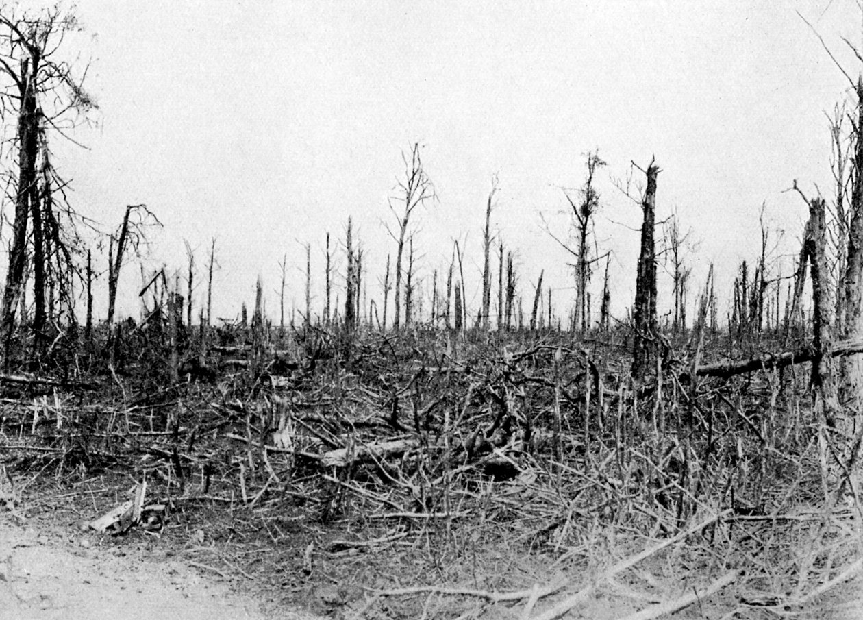 Egy erdő Somme környékén, Franciaország, 1916, 1920 körül alkotó: Unbekannt