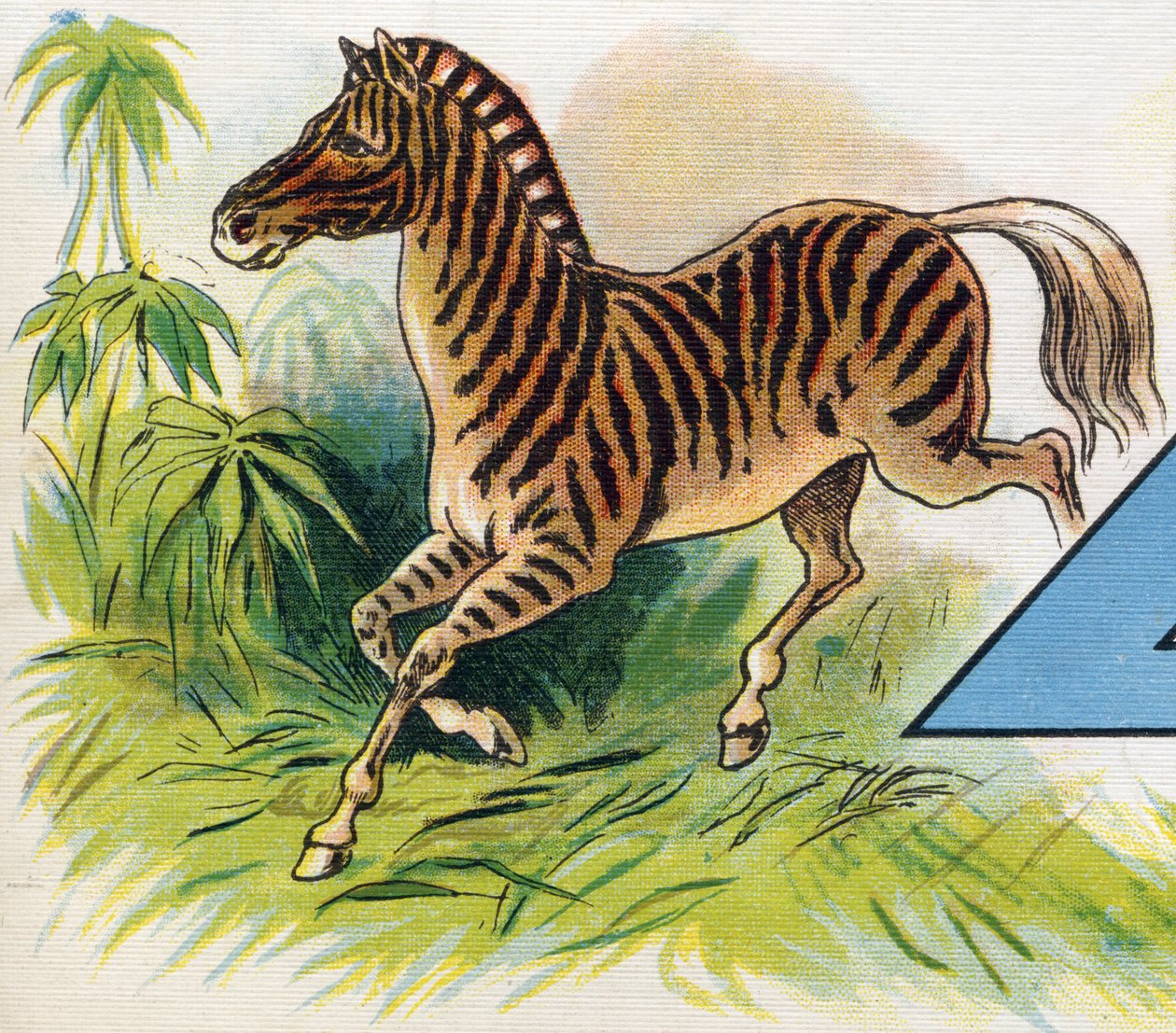 Egy zebra. Metszet "ABC L