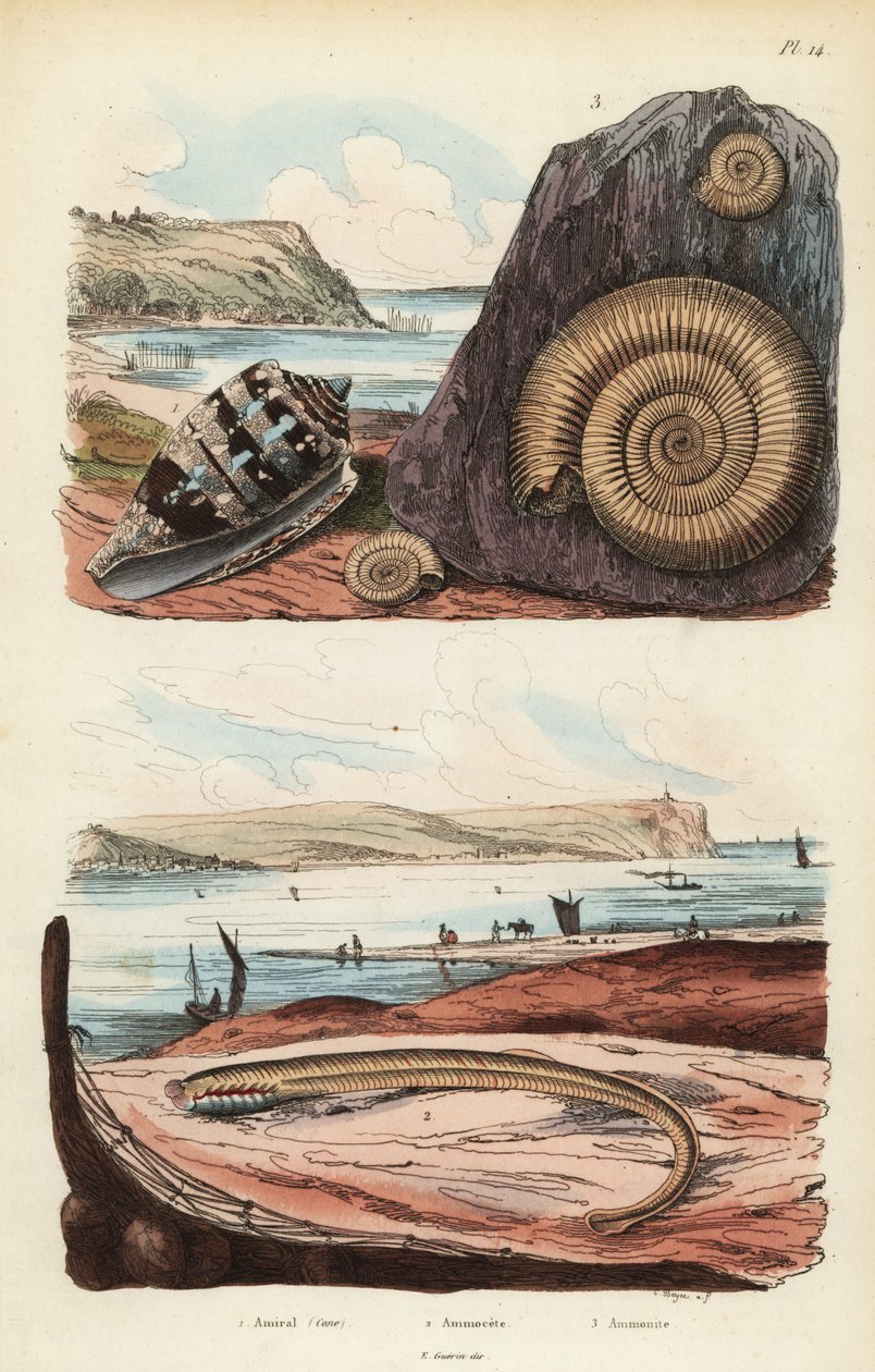 Admirális kúp, Conus ammiralis 1, ammoceta vagy lárva állapotú lámpaláz, Petromyzon marinus 2 és kihalt ammonites puhatestű kövület 3 alkotó: Unbekannt