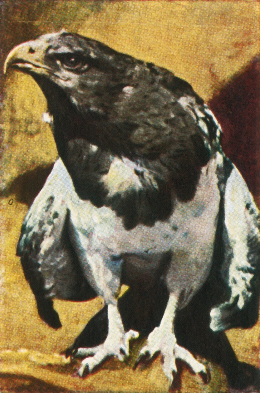 Felnőtt tű, c1928. alkotó: Unbekannt