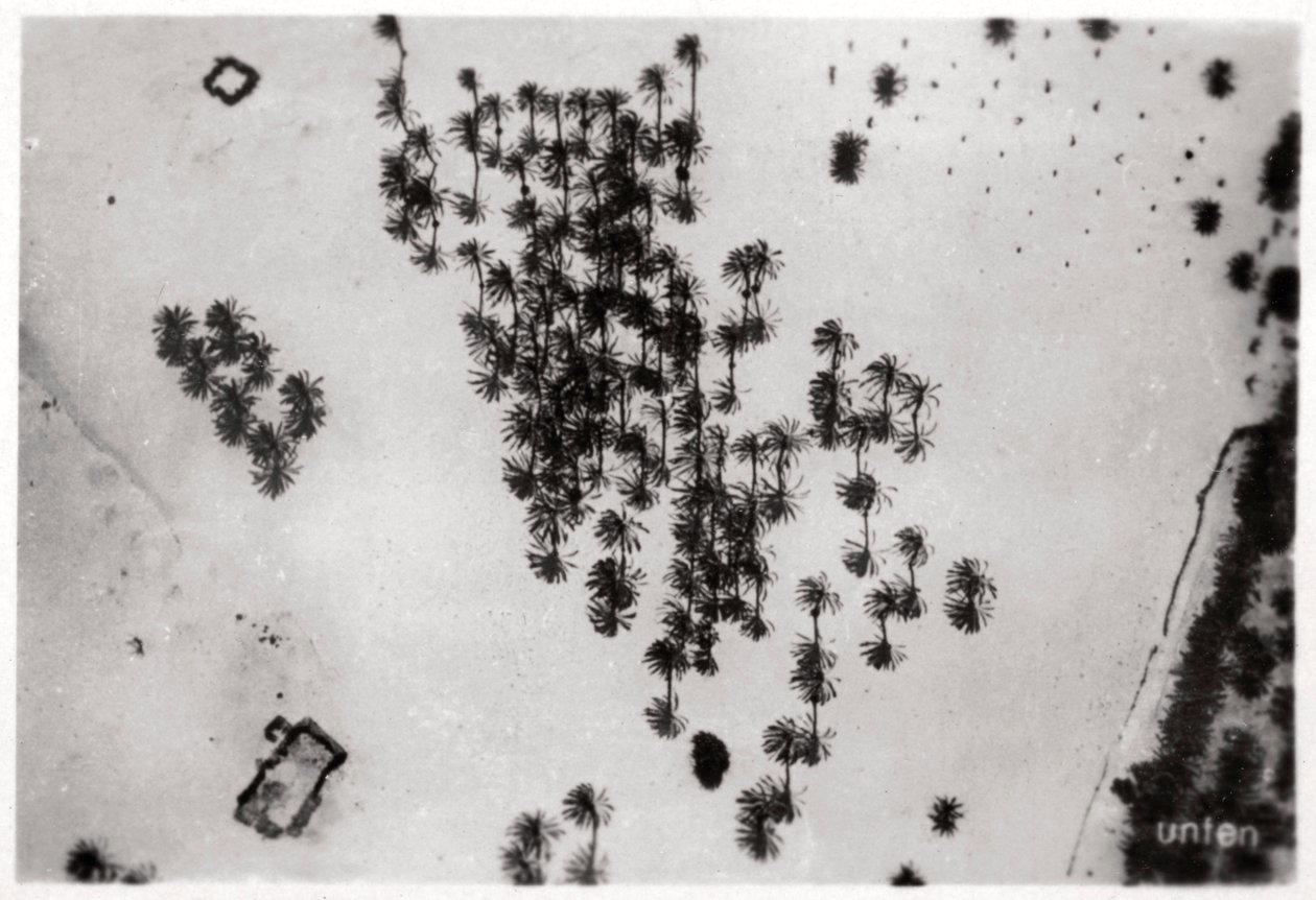 Légifelvétel pálmaárnyékról az arab sivatagban, egy Zeppelinről, 1931 1933 alkotó: Unbekannt