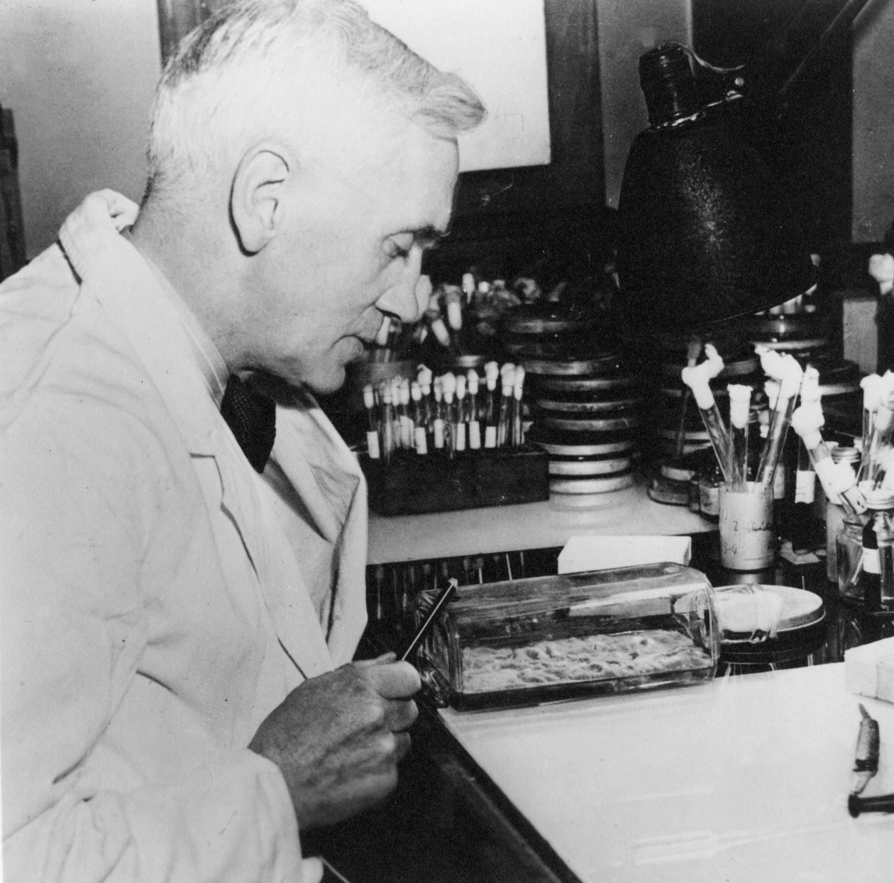 Alexander Fleming, skót bakteriológus laboratóriumában, 1930-as évek alkotó: Unbekannt