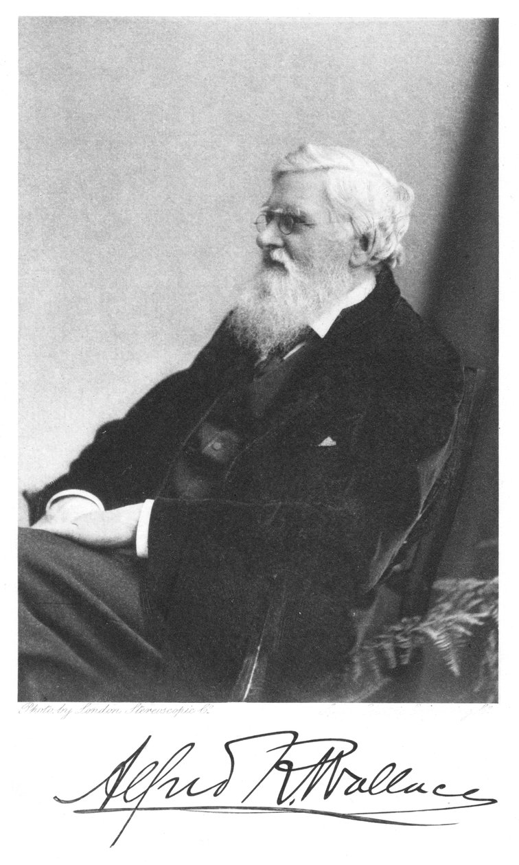 Alfred Russell Wallace, walesi születésű brit természettudós, 1900 körül alkotó: Unbekannt