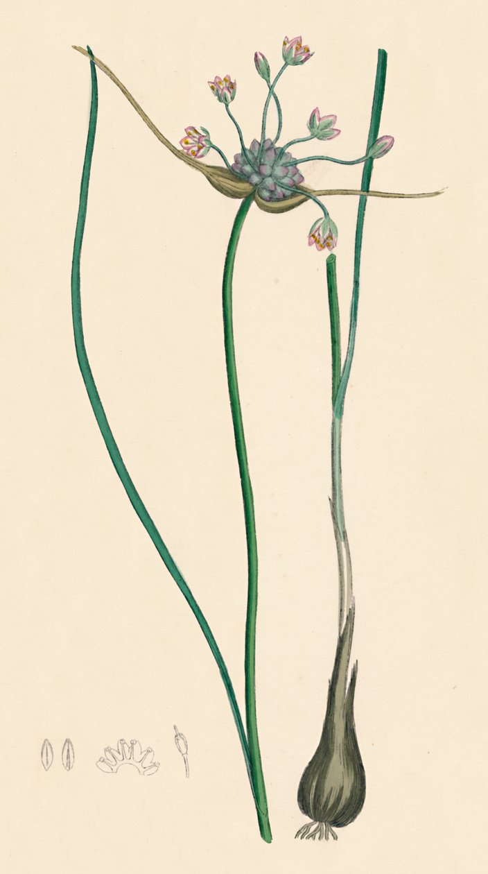 Allium oleraceum var. őszinte. Mezei fokhagyma, var. a, 19. század alkotó: Unbekannt