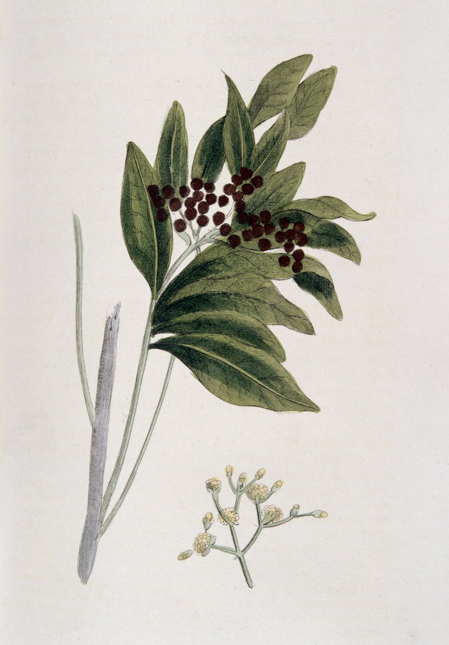szegfűbors, 1823 alkotó: Unbekannt