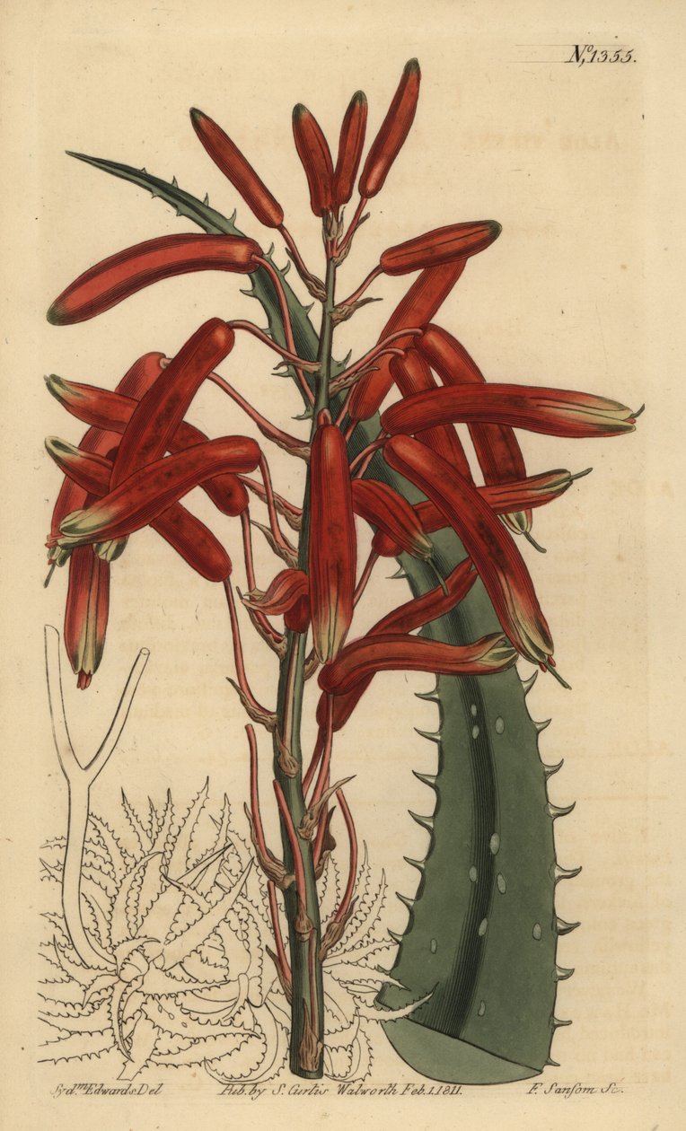 Low Aloe (almazöld levelű aloe, zöld aloe) alkotó: Unbekannt