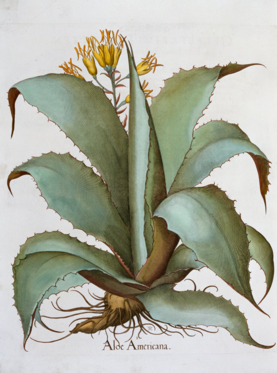 Amerikai Aloe Aloe Americana, 1613 alkotó: Unbekannt