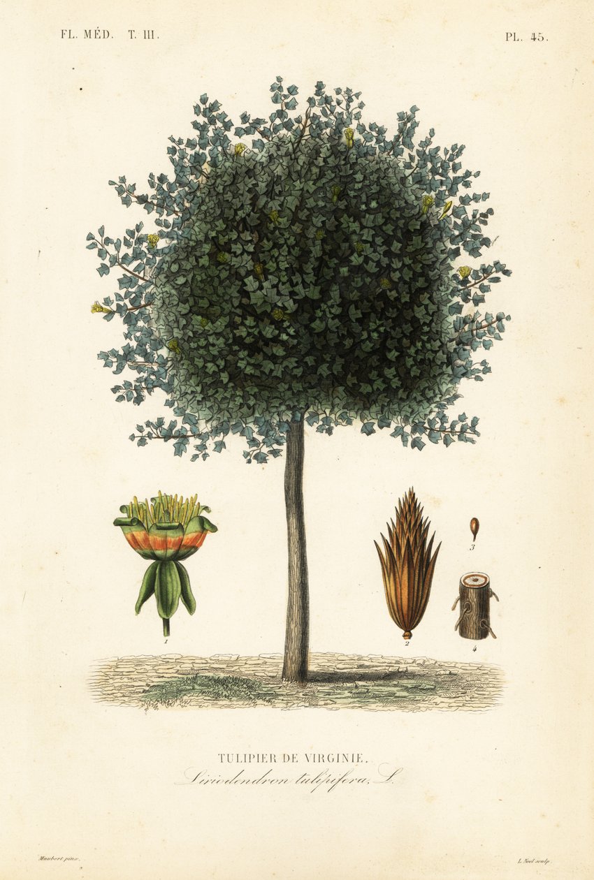 Amerikai tulipánfa vagy tulipánfa, Liriodendron tulipifera, Tulipier de Virginie alkotó: Unbekannt