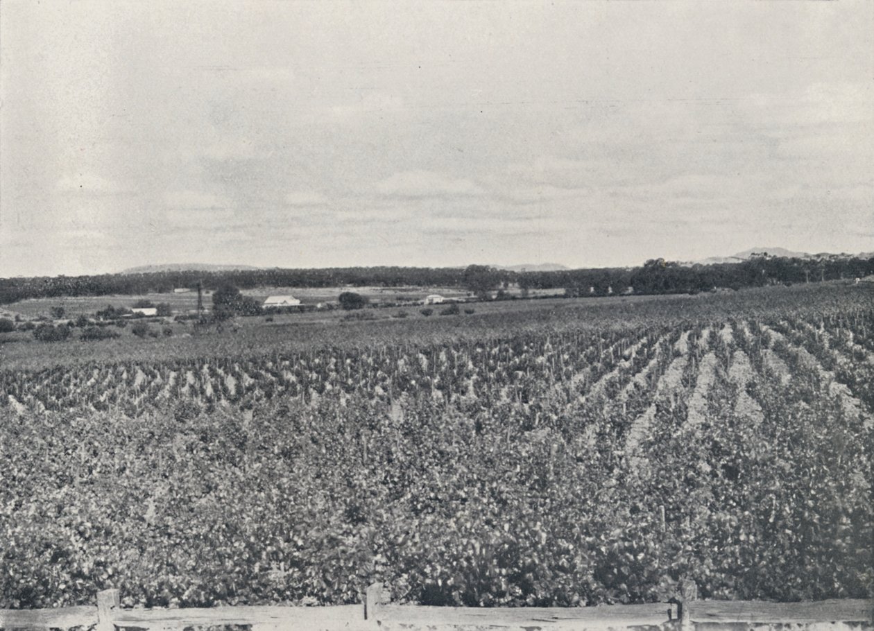 Egy ausztrál szőlőültetvény, 1923. alkotó: Unbekannt