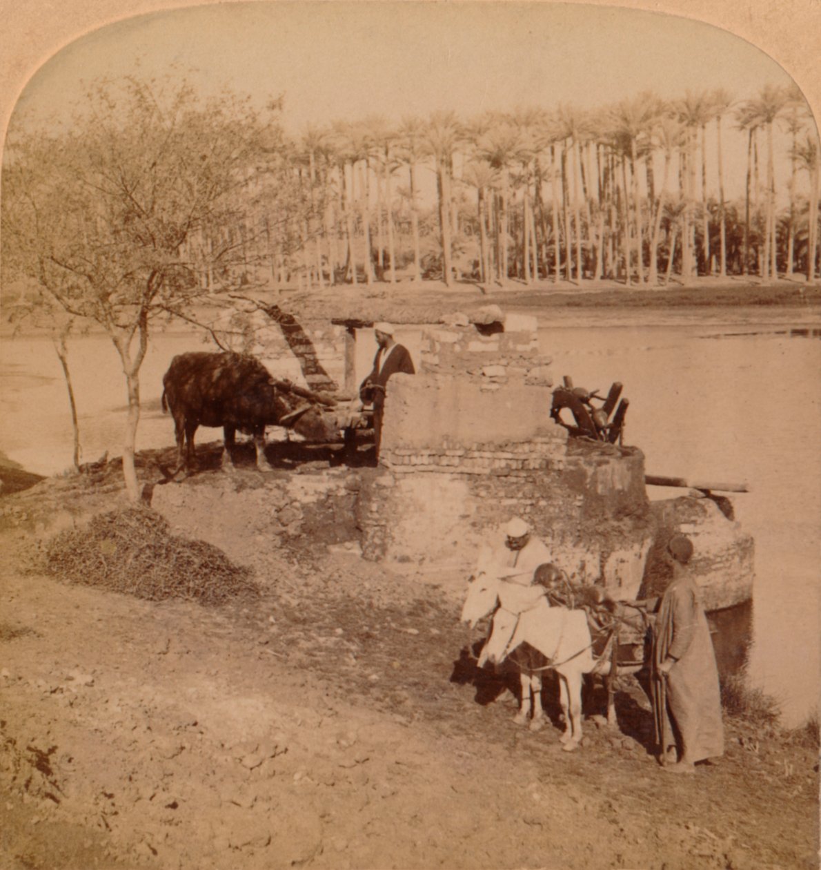 Egy egyiptomi szakije, Nílusi vizet rajzol öntözéshez, Egyiptom, 1896 alkotó: Unbekannt