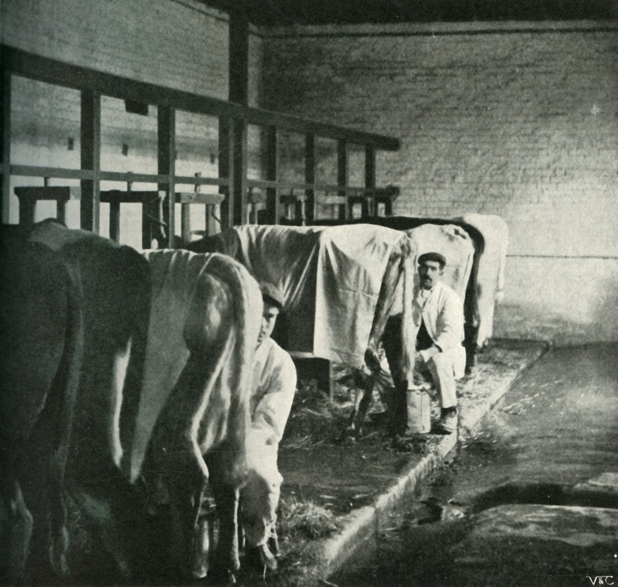 Egy korszerű fejő istálló a Walker-Gordon Farmon, 1902. alkotó: Unbekannt