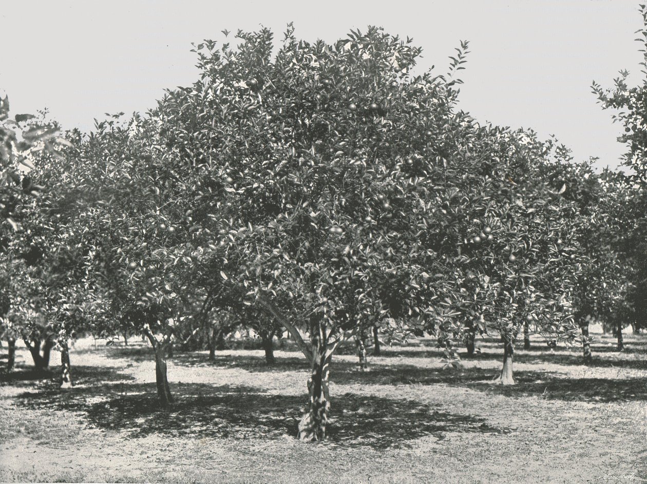 Egy narancsliget a város közelében, St Augustine, USA, 1895. alkotó: Unbekannt