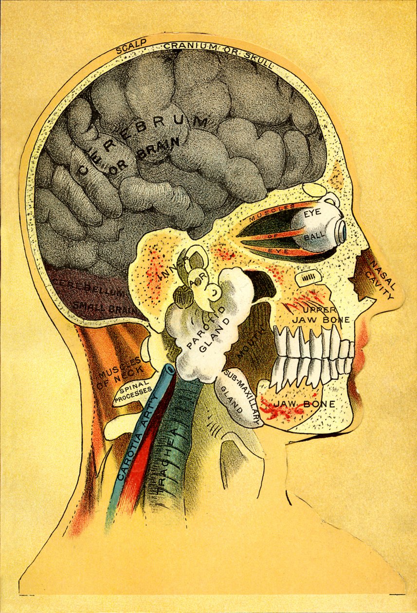 Anatómiai diagram, a fej 1905 alkotó: Unbekannt