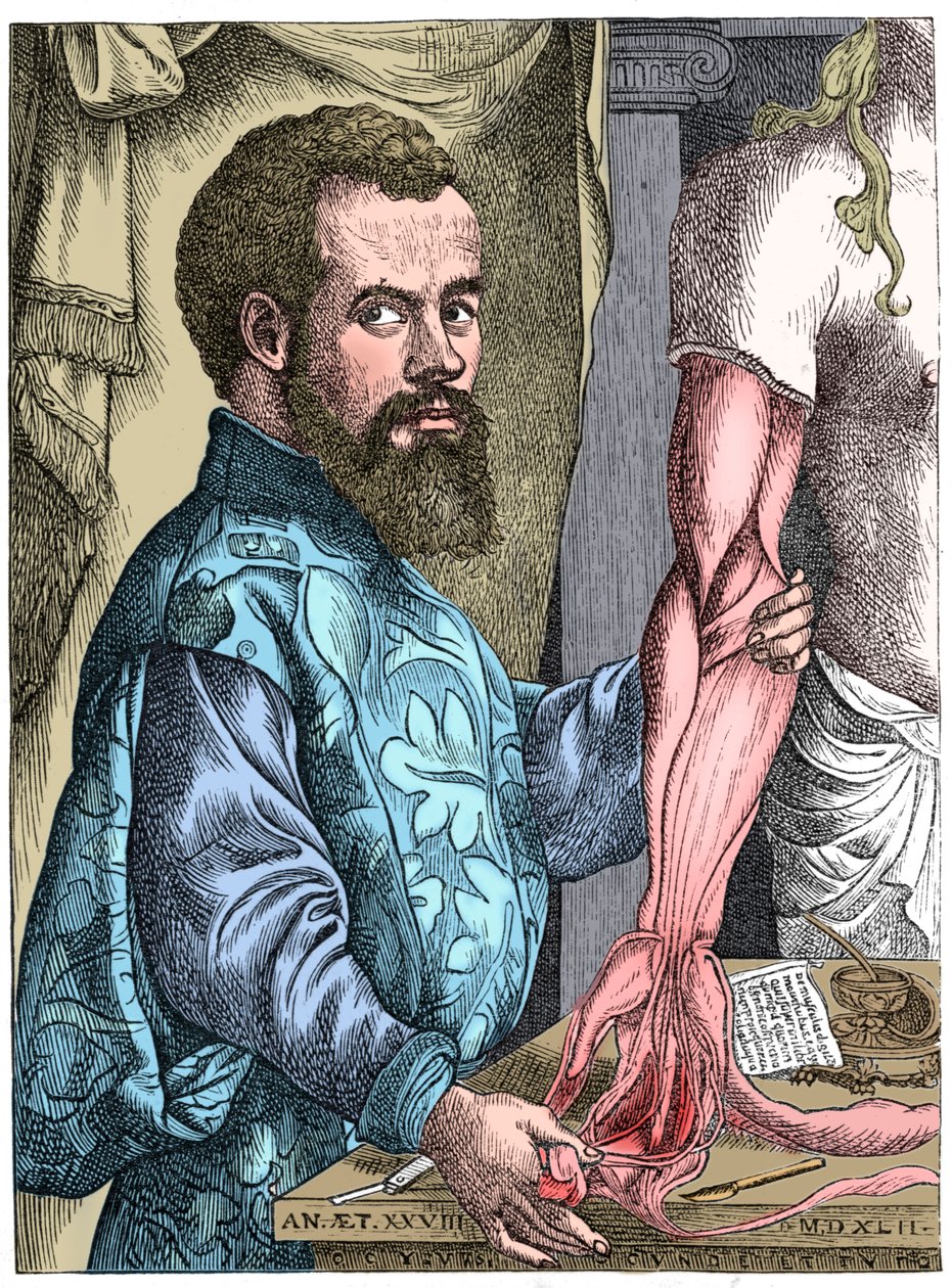 Andreas Vesalius, 16. századi flamand anatómus alkotó: Unbekannt
