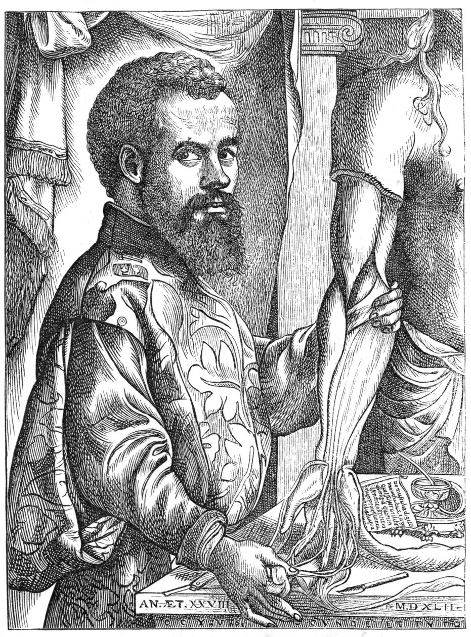 Andreas Vesalius, 16. századi flamand anatómus alkotó: Unbekannt