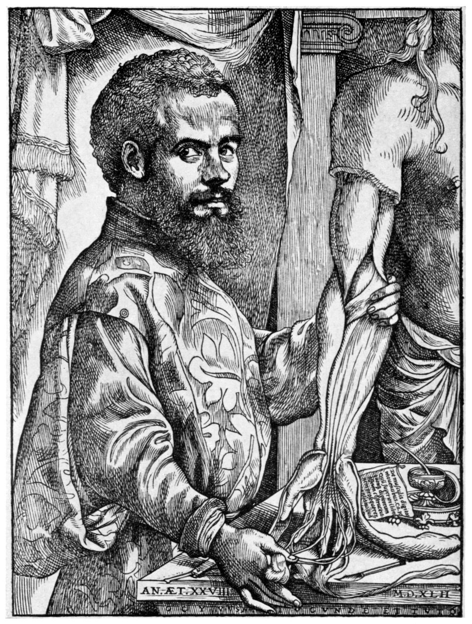 Andreas Vesalius, 16. századi flamand anatómus, 1954 alkotó: Unbekannt