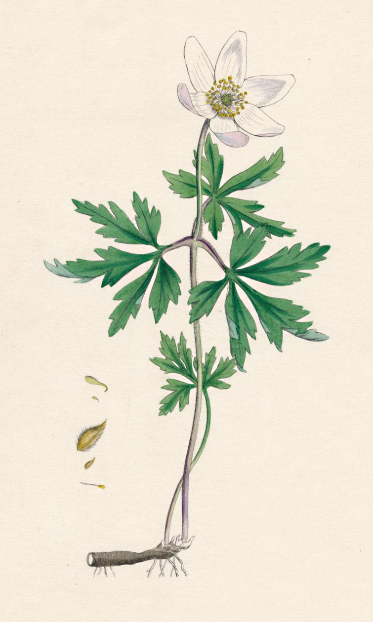 Anemone nemorosa. Erdei kökörcsin, 19. század alkotó: Unbekannt