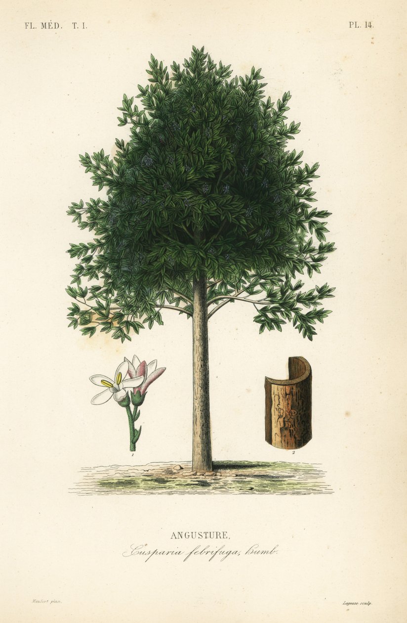 Angostura trifoliata, Cusparia febrifuga, Angusture alkotó: Unbekannt