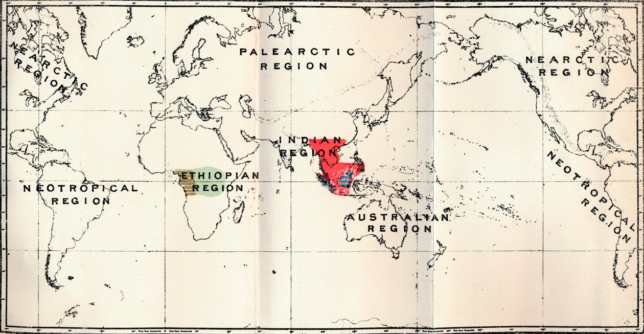Anthropoidea - Hylobates Red, Simia Blue, Gorilla Brown, Anthropopithecus Green, 1897 alkotó: Unbekannt