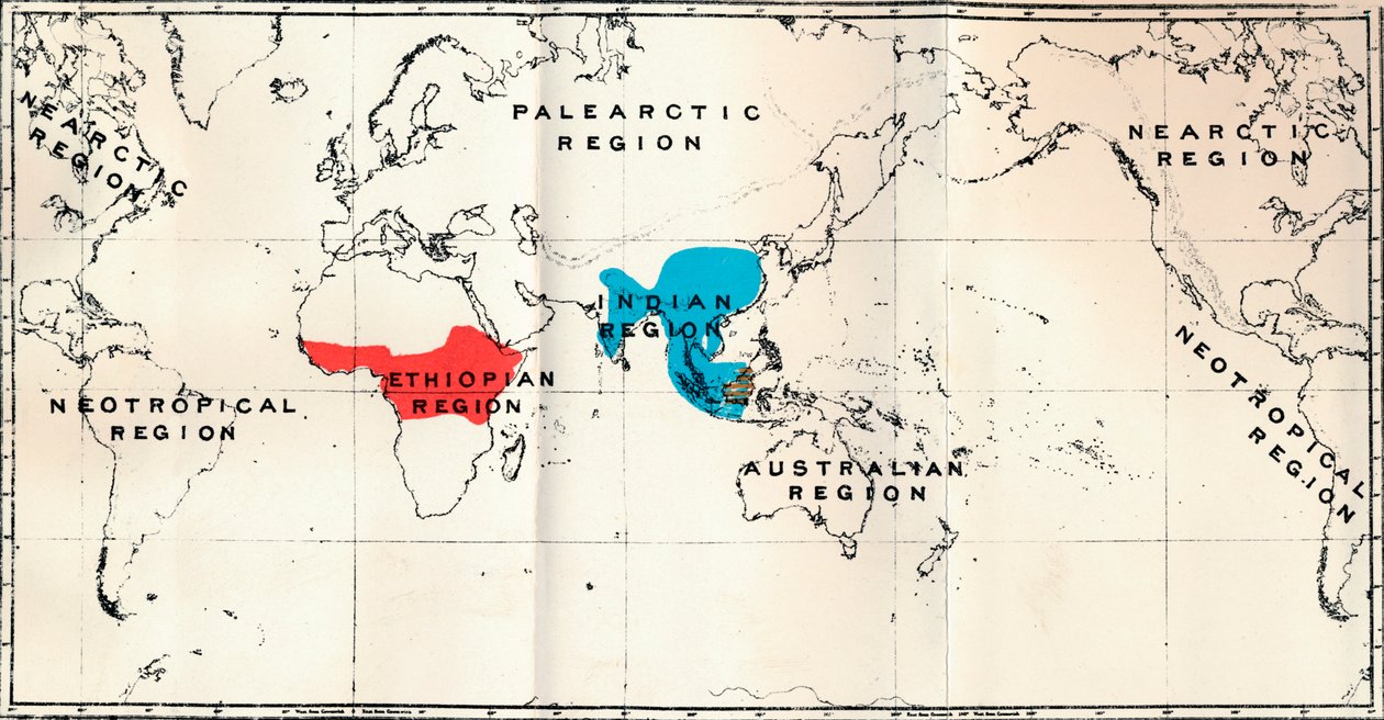 Anthropoidea - Térképi elterjedtség Genera Semnopithecus Blue, Nasalis Brown, Colobus Red, 1897 alkotó: Unbekannt