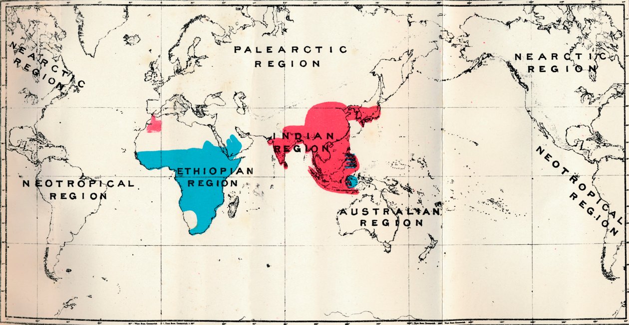 Anthropoidea - VI. Különféle fajok térképes elterjedése Blue and Macacus Red, 1897 alkotó: Unbekannt
