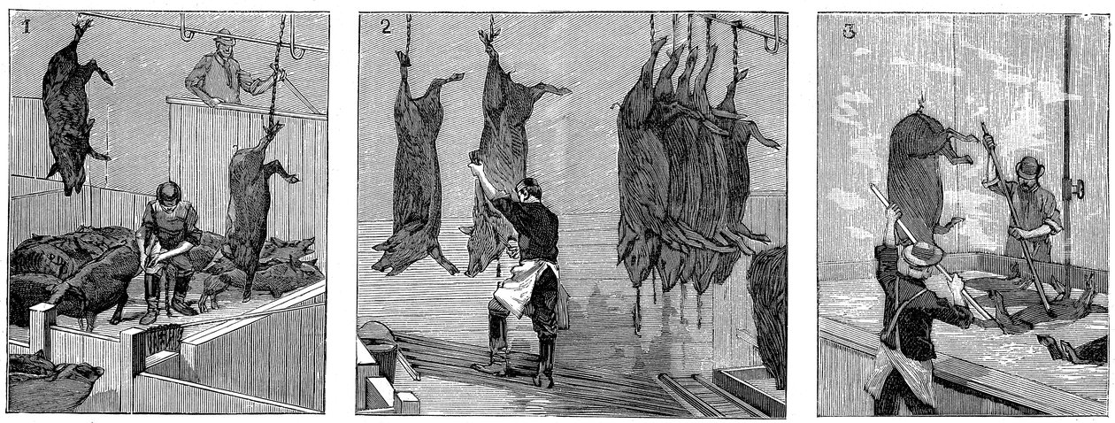 Armor Companys sertésvágóhíd, Chicago, Illinois, USA, 1892 alkotó: Unbekannt