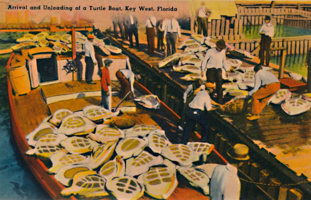 Egy teknőshajó érkezése és kirakodása, Key West, Florida, 1940-es évek alkotó: Unbekannt