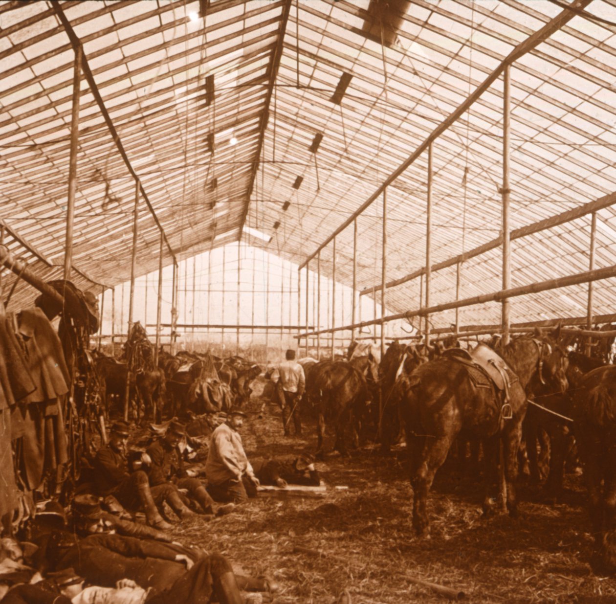 Tüzérségi lovak, c1914-c1918 alkotó: Unbekannt