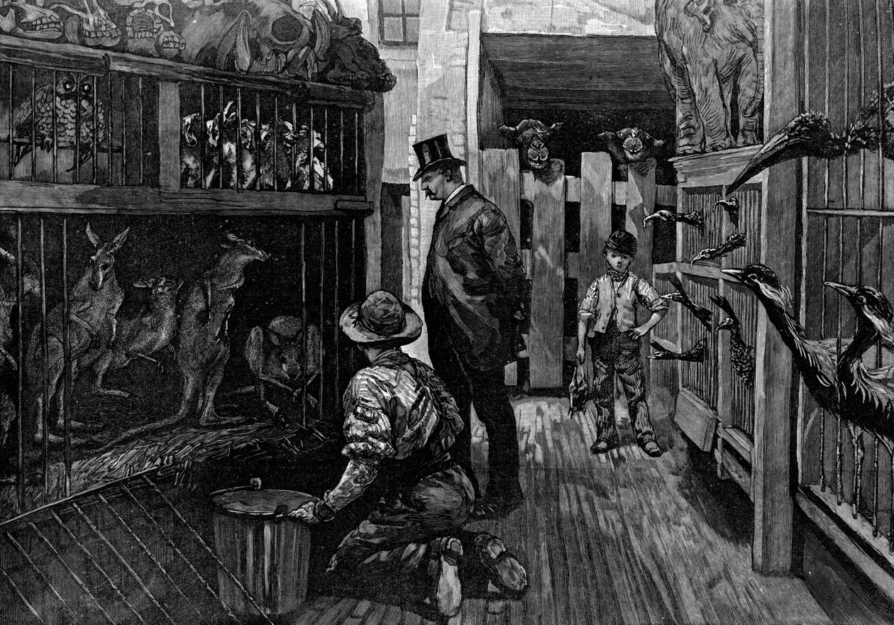 Jamrachsban, Londonban, 1887 alkotó: Unbekannt