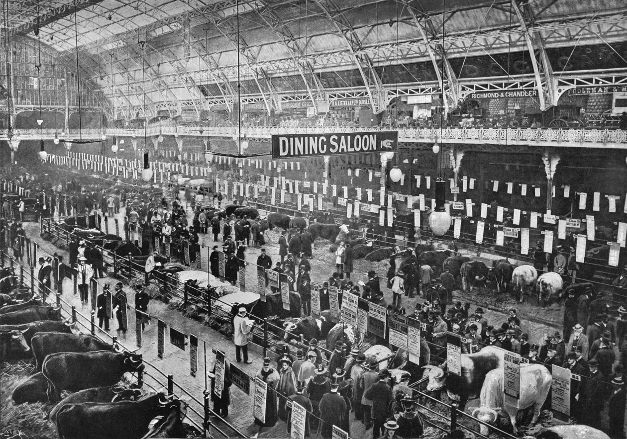 A Smithfield Club szarvasmarha kiállításon, Agricultural Hall, Islington, London, 1902 1903 alkotó: Unbekannt