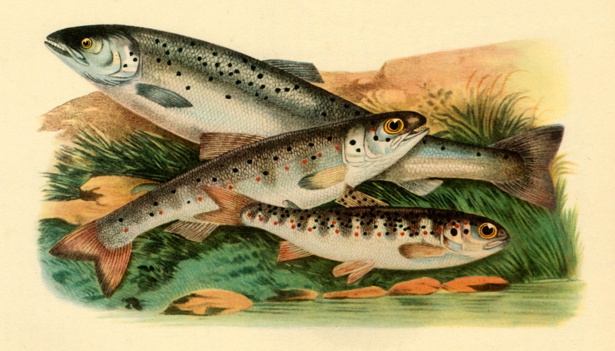 Atlanti-óceáni lazac - Grilse, Smolt és Parr, 1887, 1946. alkotó: Unbekannt