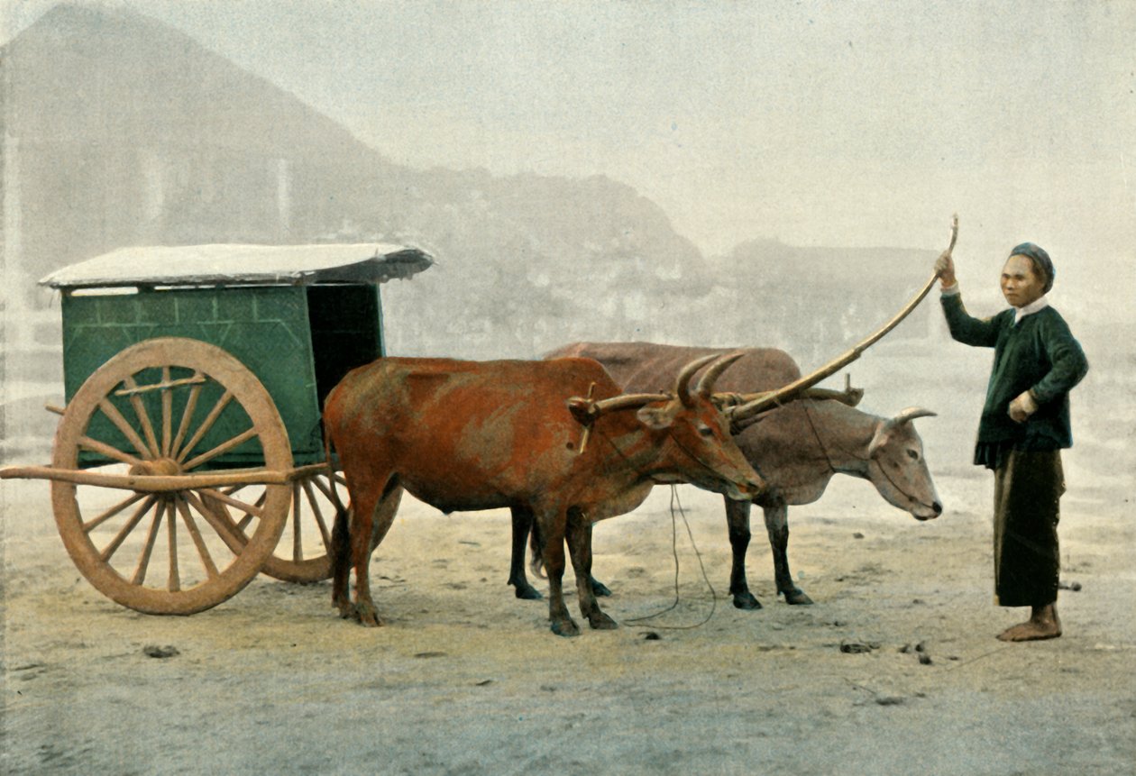 Attelage Annamite, Annamite Yoke, 1900. alkotó: Unbekannt