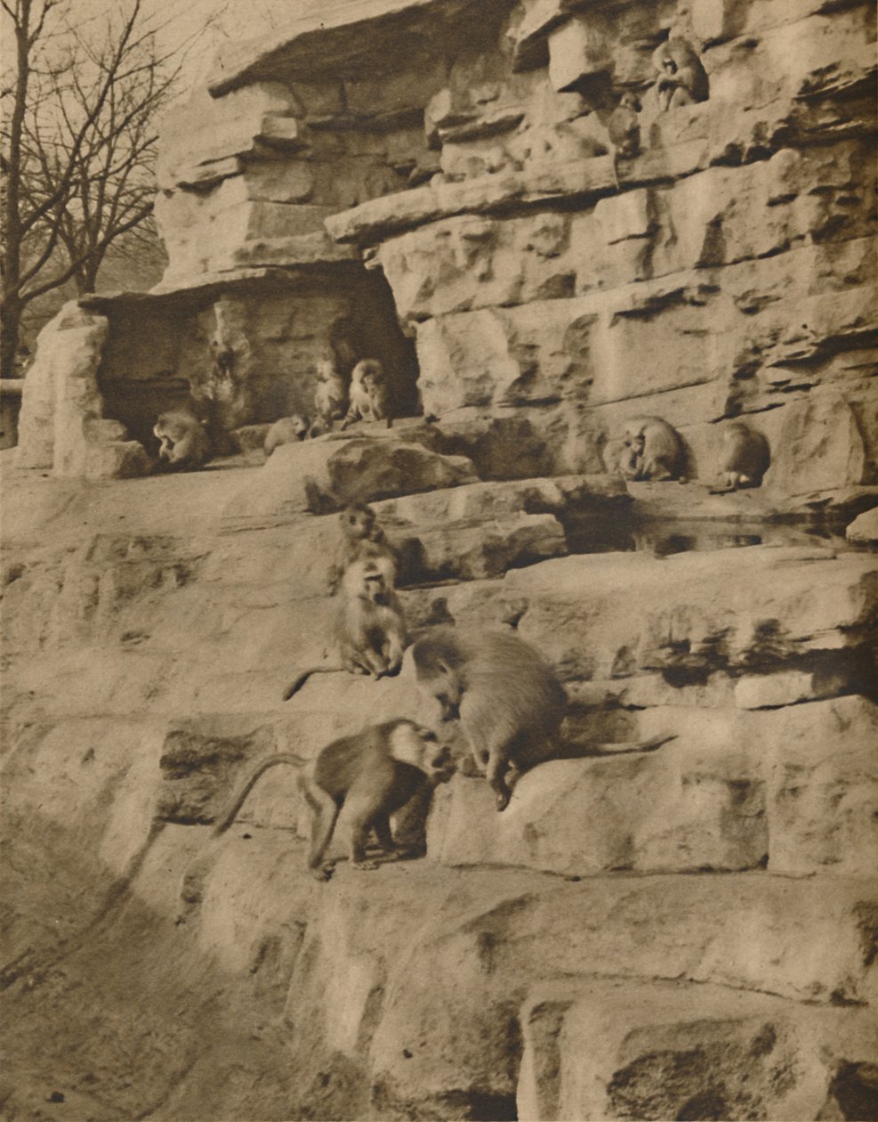 Páviánok természetes környezetükben a Majomdombon, 1935. alkotó: Unbekannt