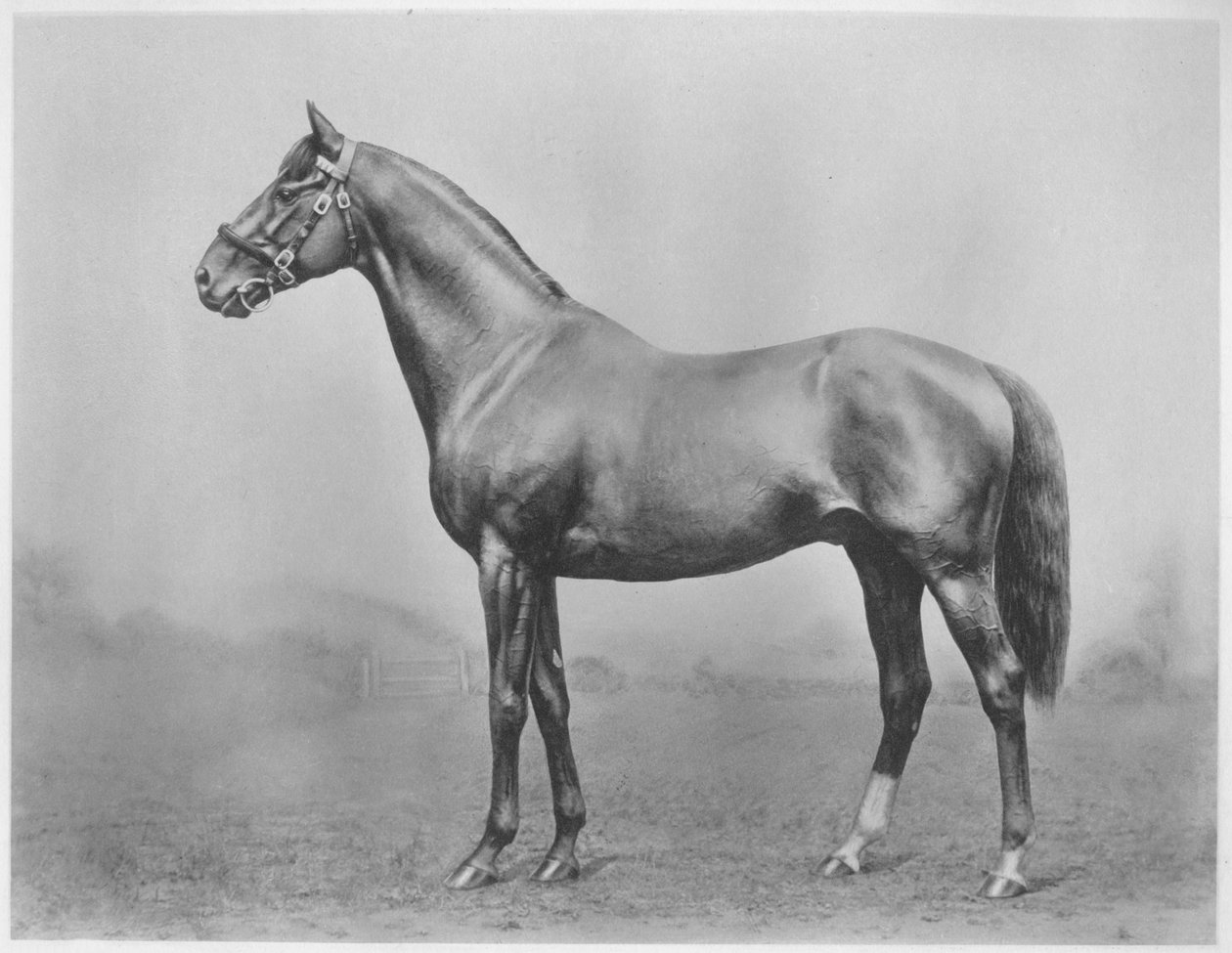 Bachelors gomb. Winkfield – Milady, 1911 alkotó: Unbekannt