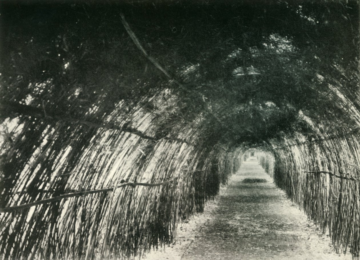 Bamboo Avenue, Barrackpore, 1904, 1925. alkotó: Unbekannt