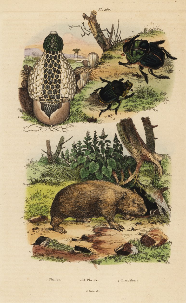 Bambuszgomba, Phallus indusiatus 1, szkarabeusz trágyabogarak, Coprophanaeus ensifer 2 és színésznők Diabroctis 3, valamint közönséges vombat, Vombatus ursinus 4 alkotó: Unbekannt