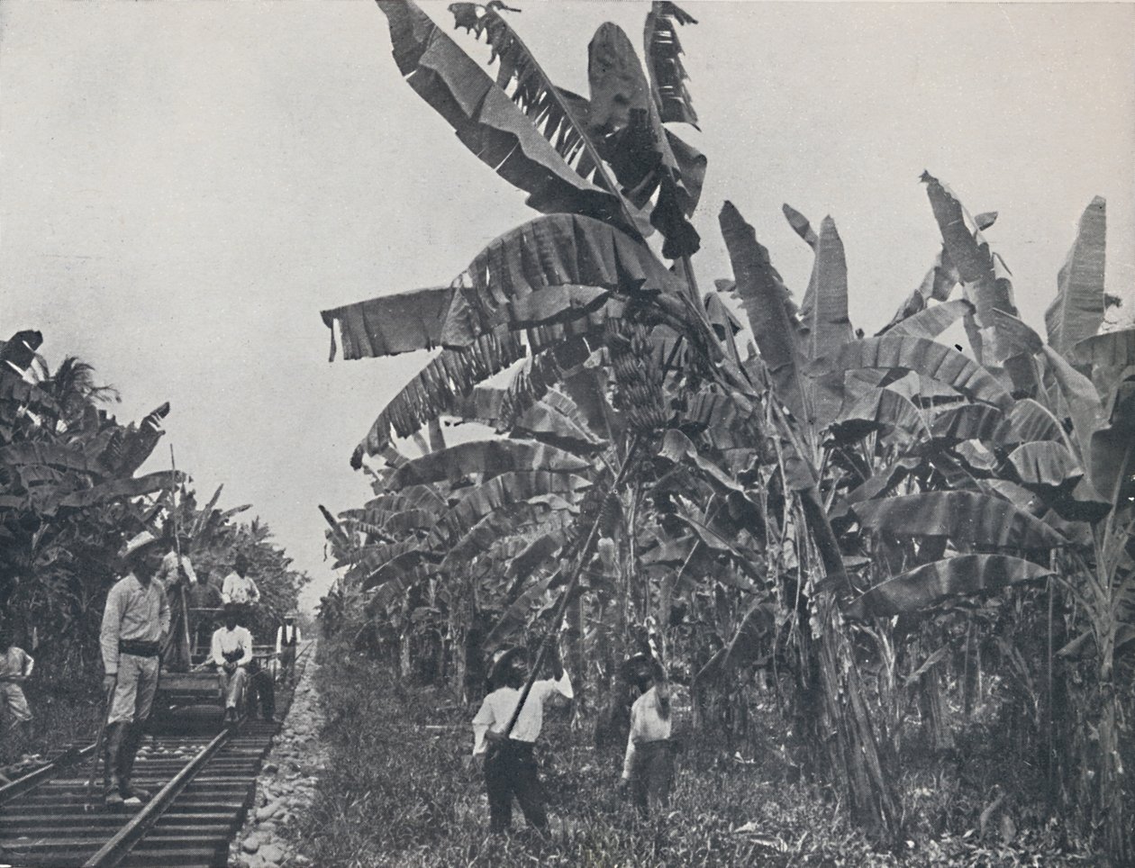 Banánültetvény, 1924 alkotó: Unbekannt