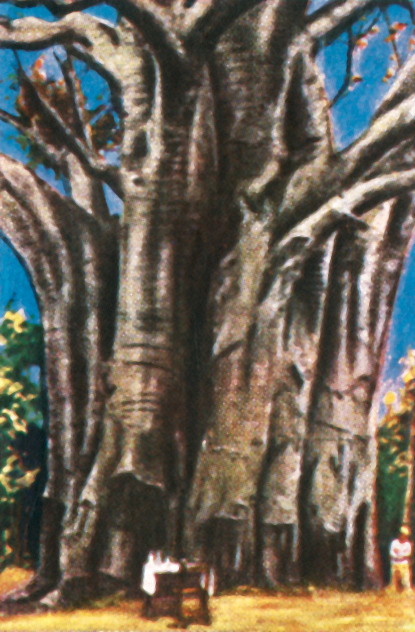 Baobab fák, Usambara-hegység, 1928. alkotó: Unbekannt