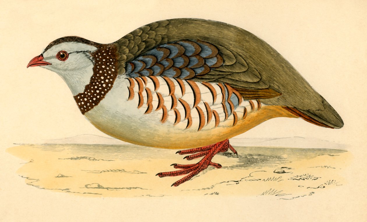 Barbary Partridge, 19. század vége. alkotó: Unbekannt